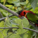 Yellow-bibbed Lory (image by Paul van Giersbergen)