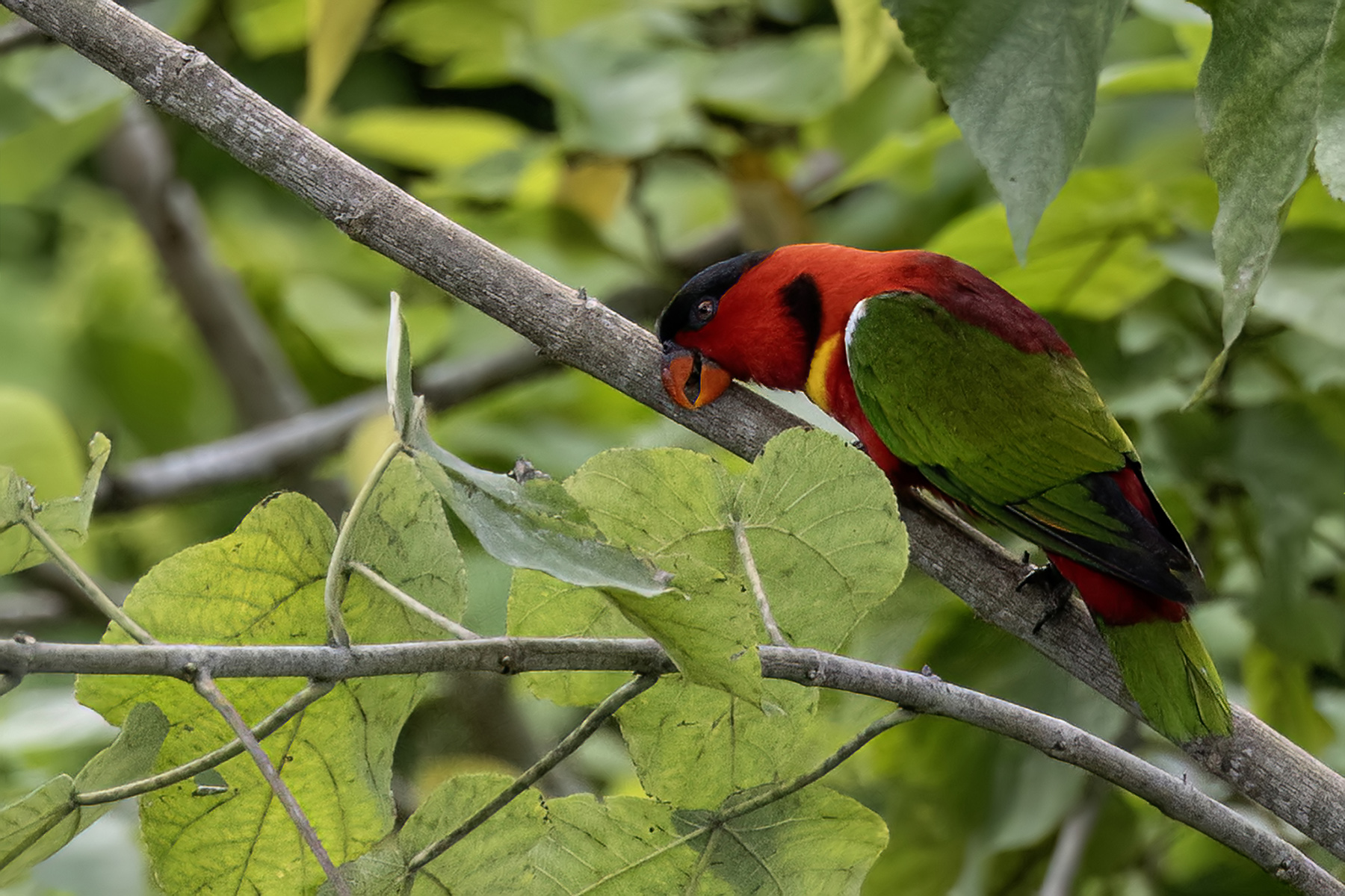 Yellow-bibbed Lory (image by Paul van Giersbergen)