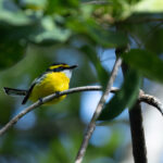 Yellow-breasted Boatbill (image by Simon Mitchell)