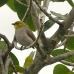 Yellow-throated Bulbul (image by Craig Robson)