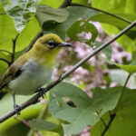 Yellow-throated White-eye (image by Paul van Giersbergen)