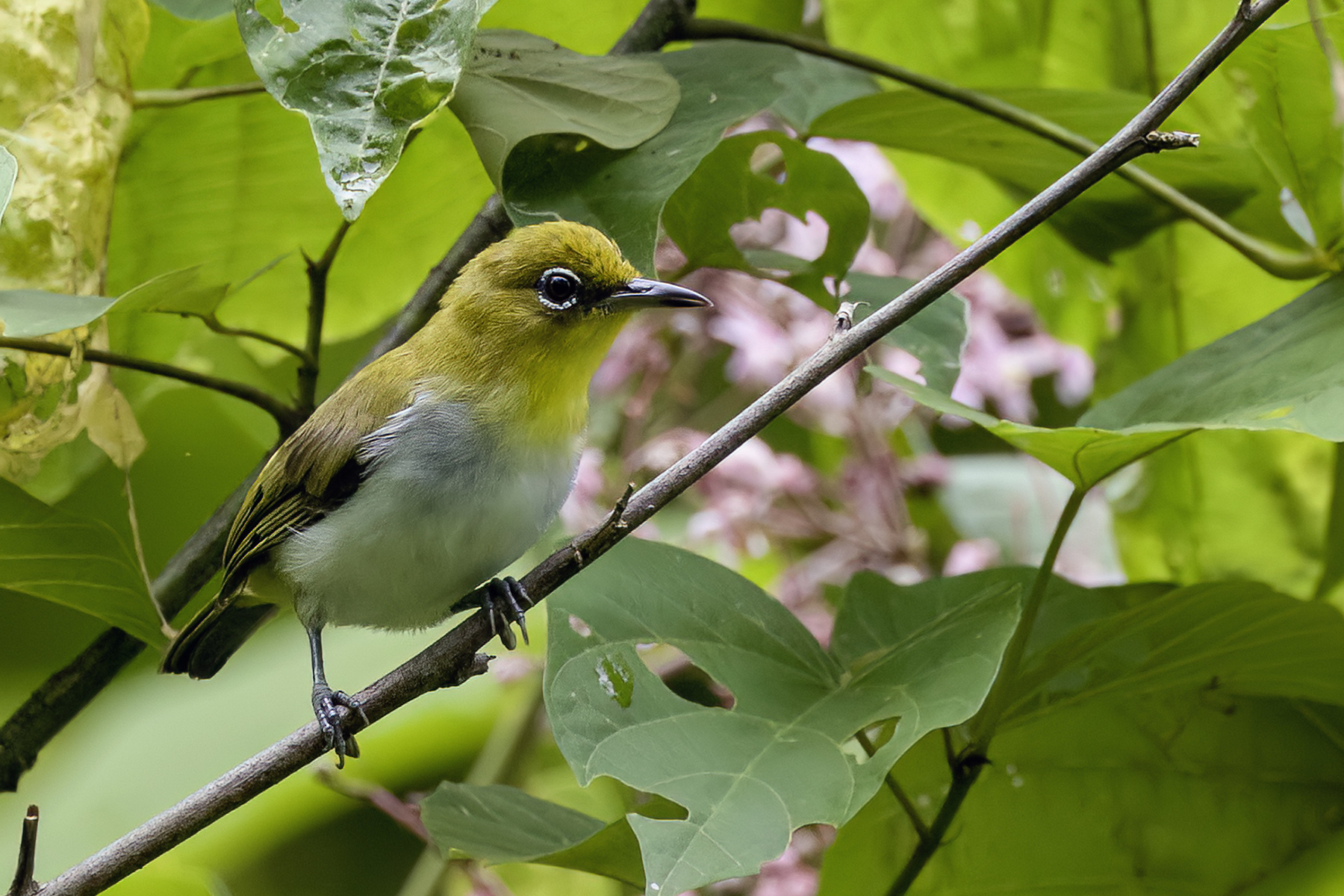 Yellow-throated White-eye (image by Paul van Giersbergen)