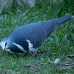 Wonga Pigeon (image by Simon Mitchell)