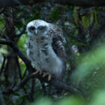 Powerful Owl (image by Simon Mitchell)