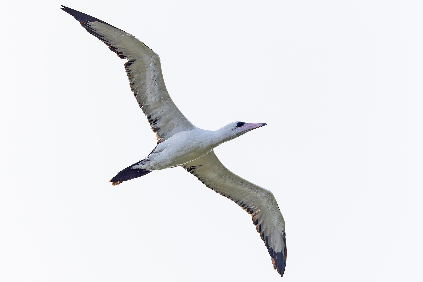 Abbott's Booby (image by Pete Morris)
