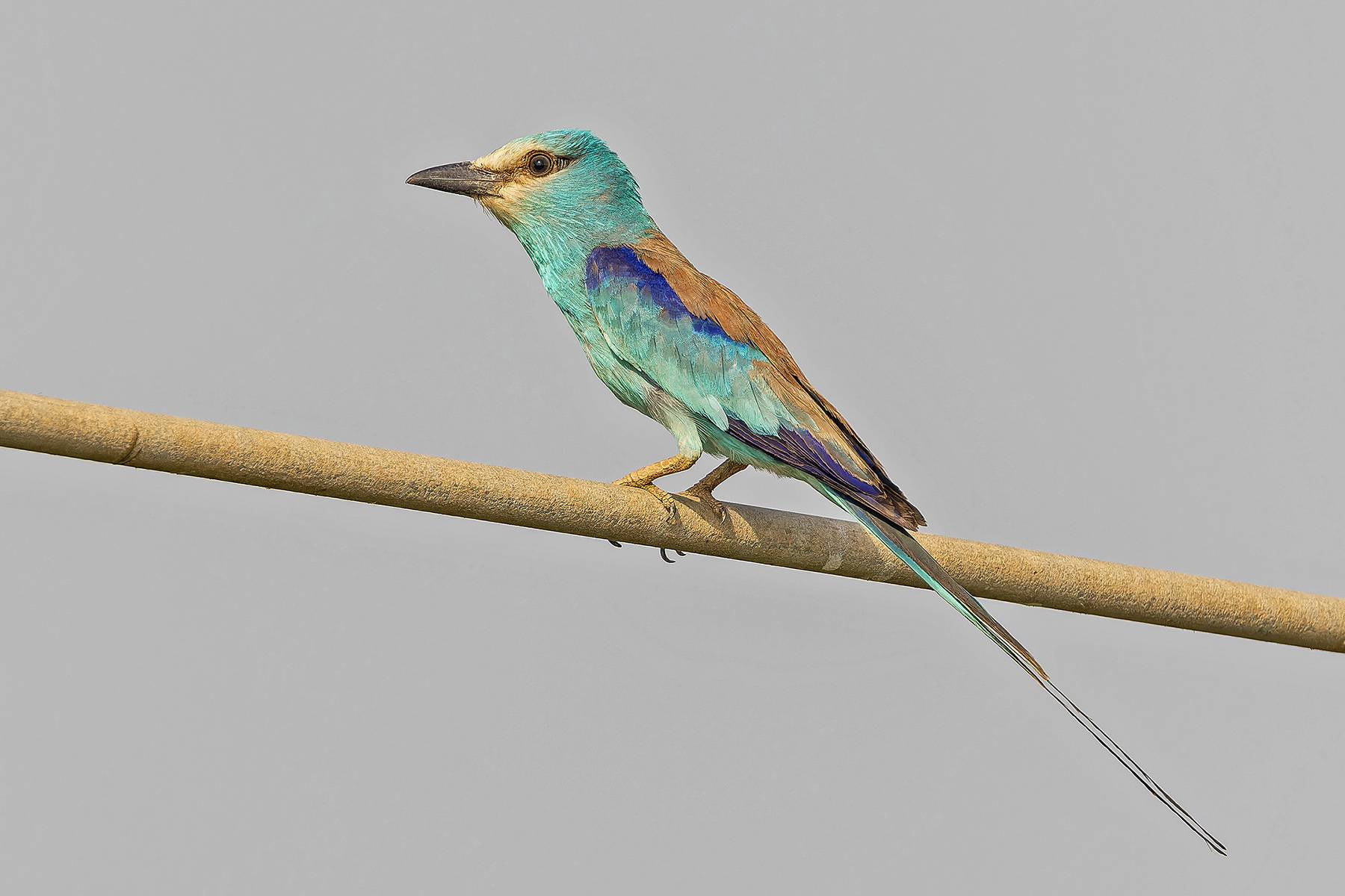 Abyssinian Roller (image by Pete Morris)