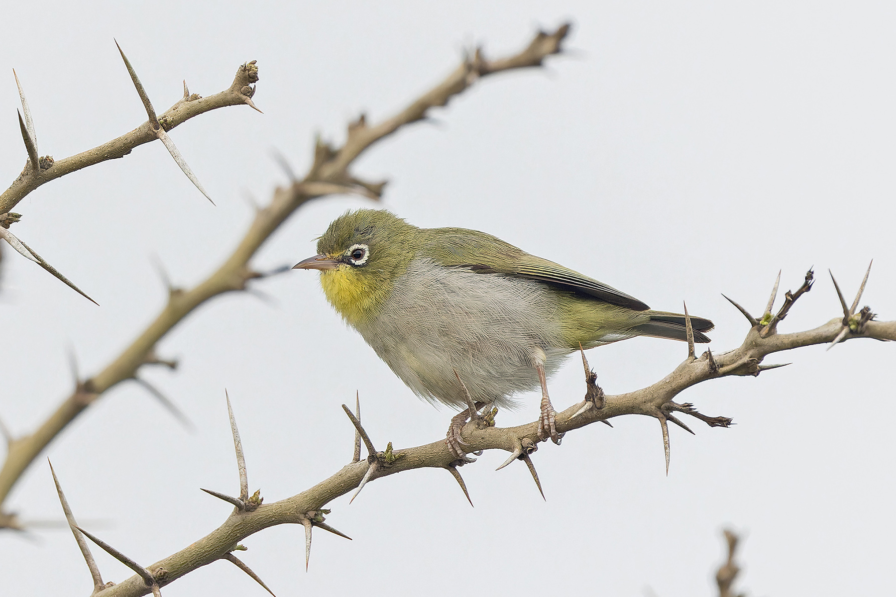 Abyssinian White-eye (image by Pete Morris)