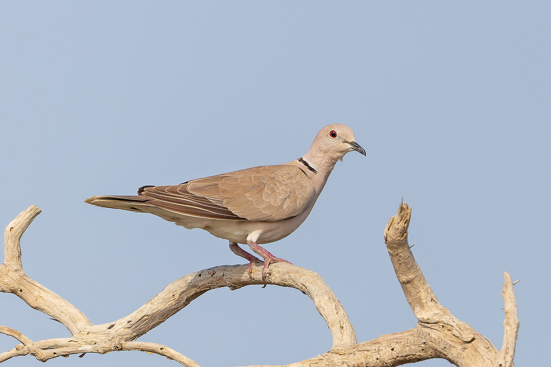African Collared Dove (image by Pete Morris)