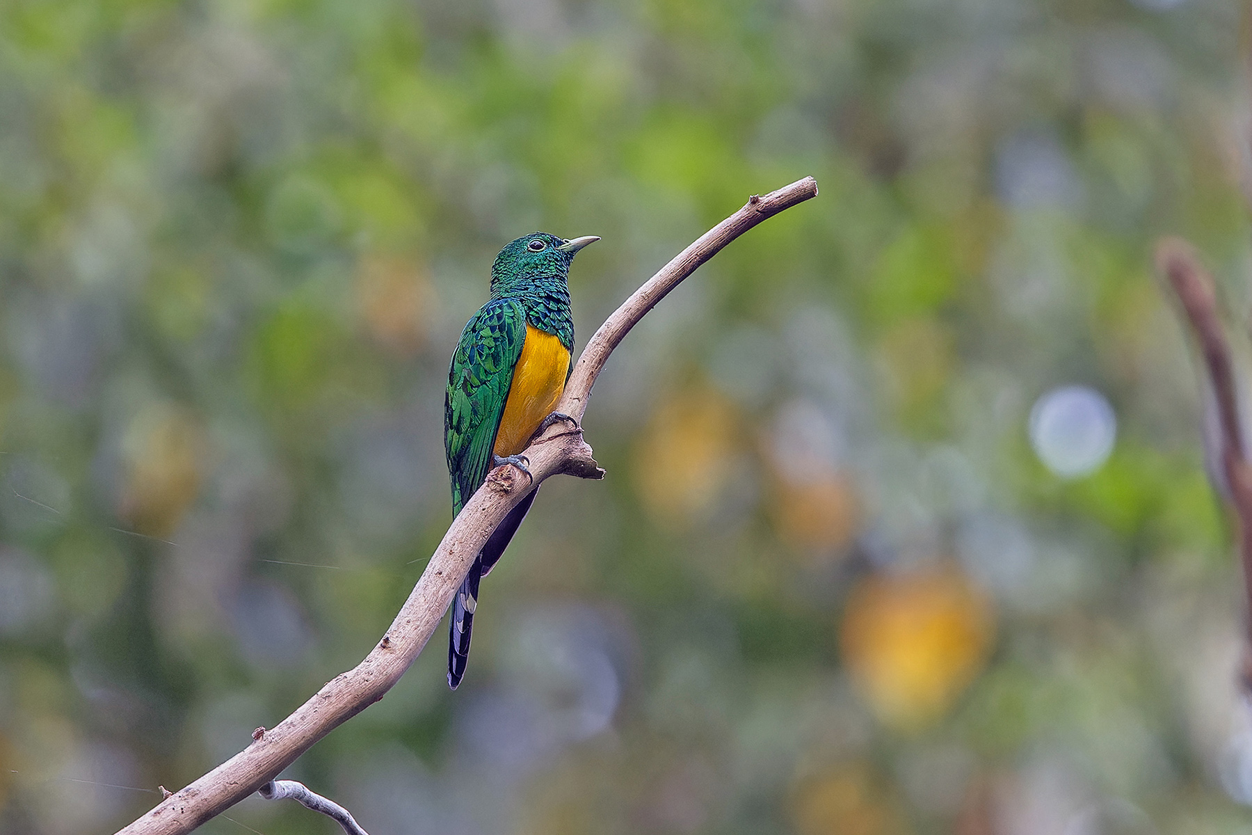African Emerald Cuckoo (image by Pete Morris)