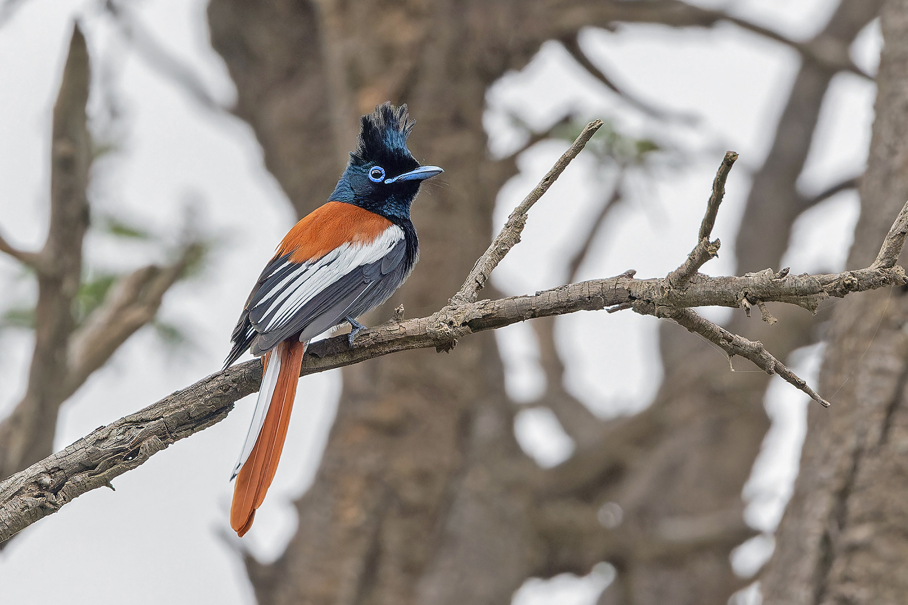 African Paradise Flycatcher (image by Pete Morris)