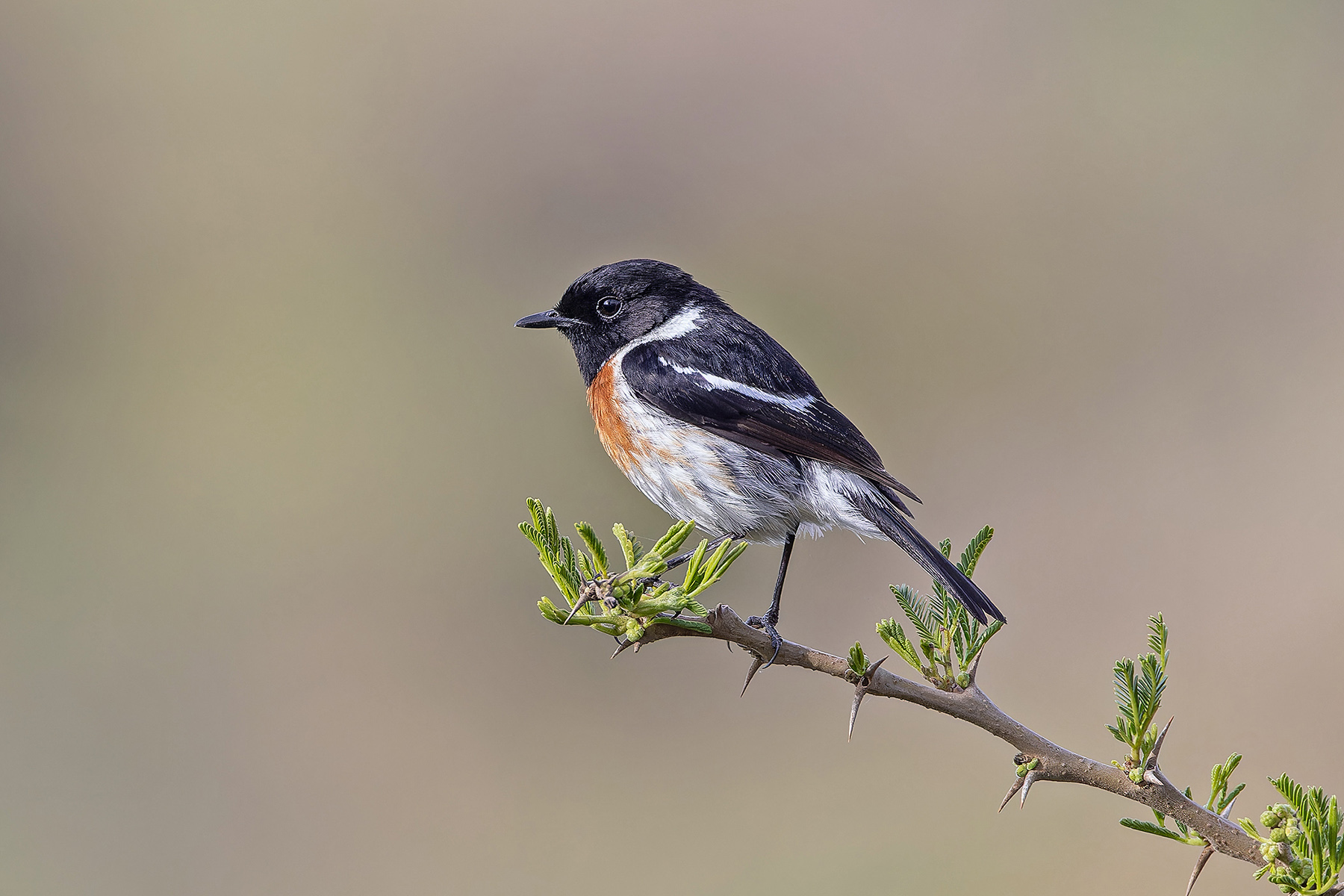 African Stonechat (image by Pete Morris)