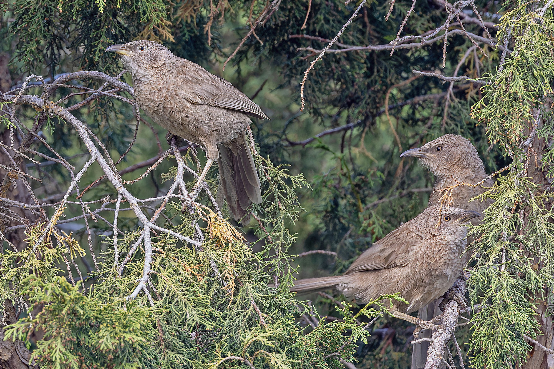 Arabian Babblers (image by Pete Morris)