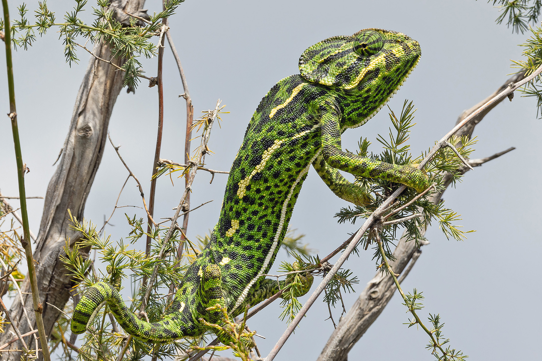 Arabian Chameleon (image by Pete Morris)
