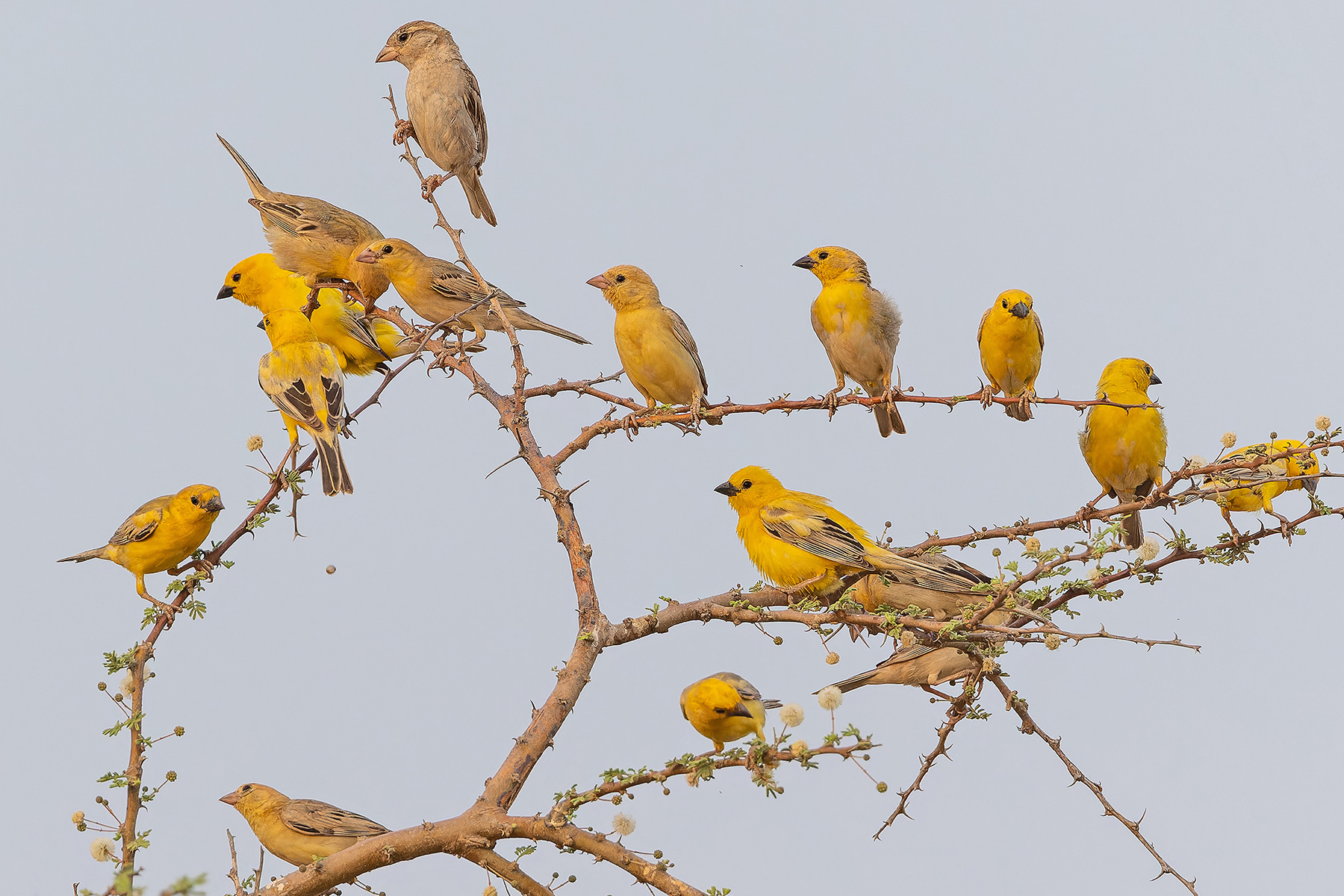 Arabian Golden Sparrows with House Sparrow (image by Pete Morris)