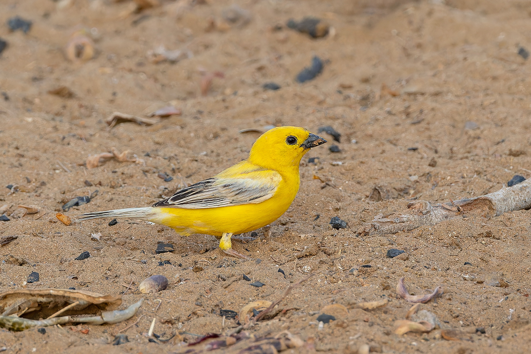 Arabian Golden Sparrow (image by Pete Morris)