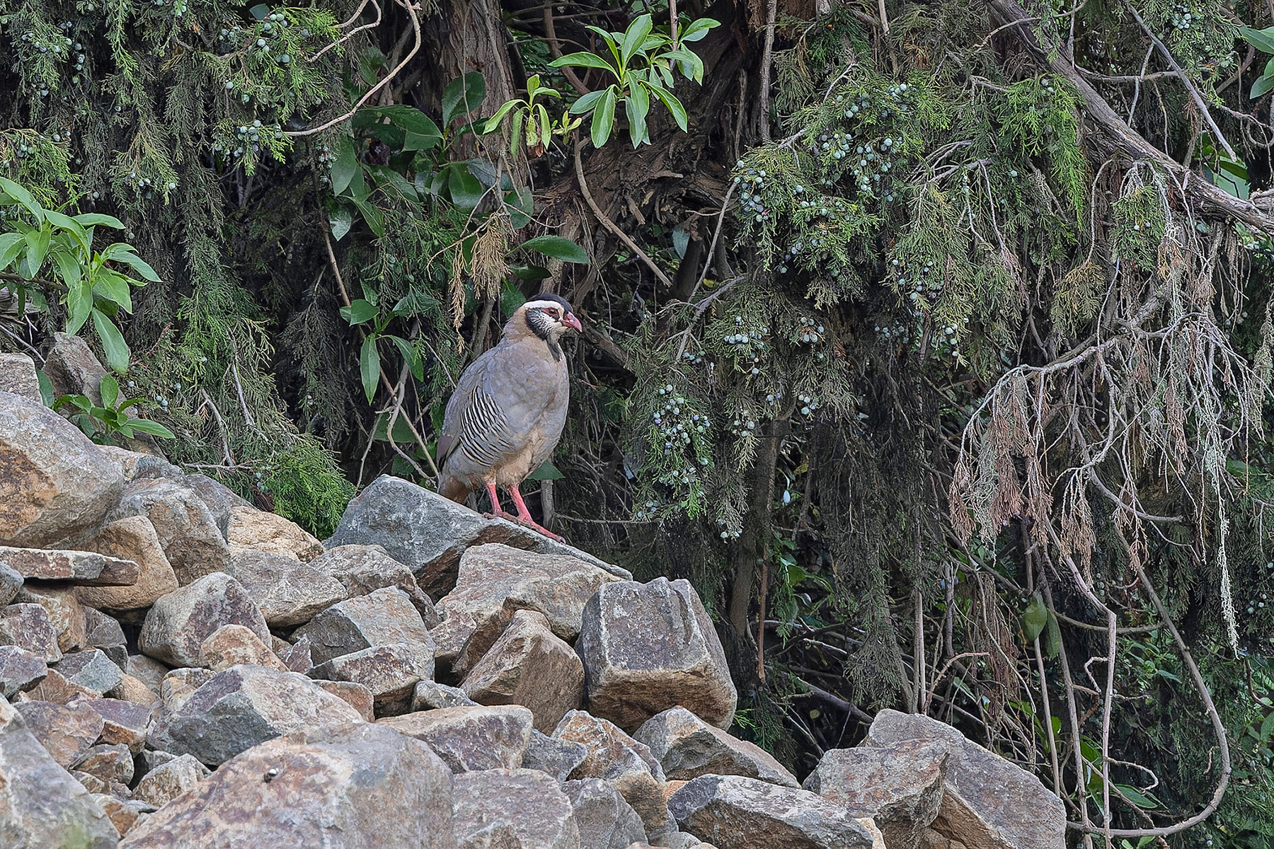 Arabian Partridge (image by Pete Morris)