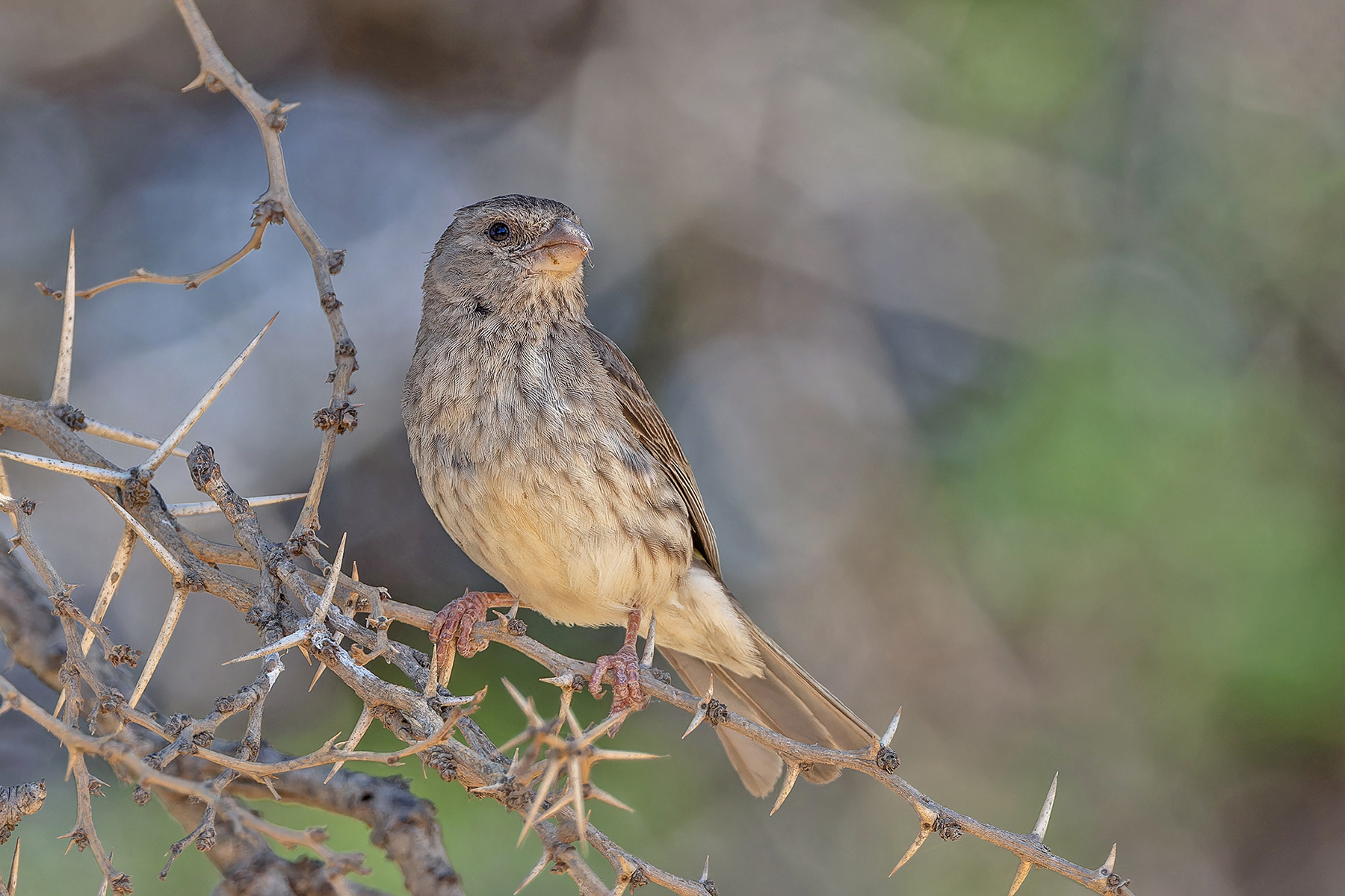 Arabian Serin (image by Pete Morris)