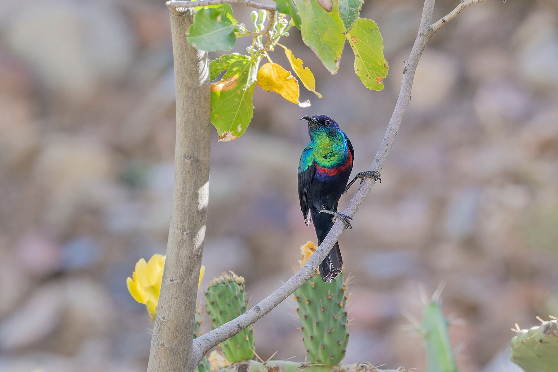 Arabian Sunbird (image by Pete Morris)