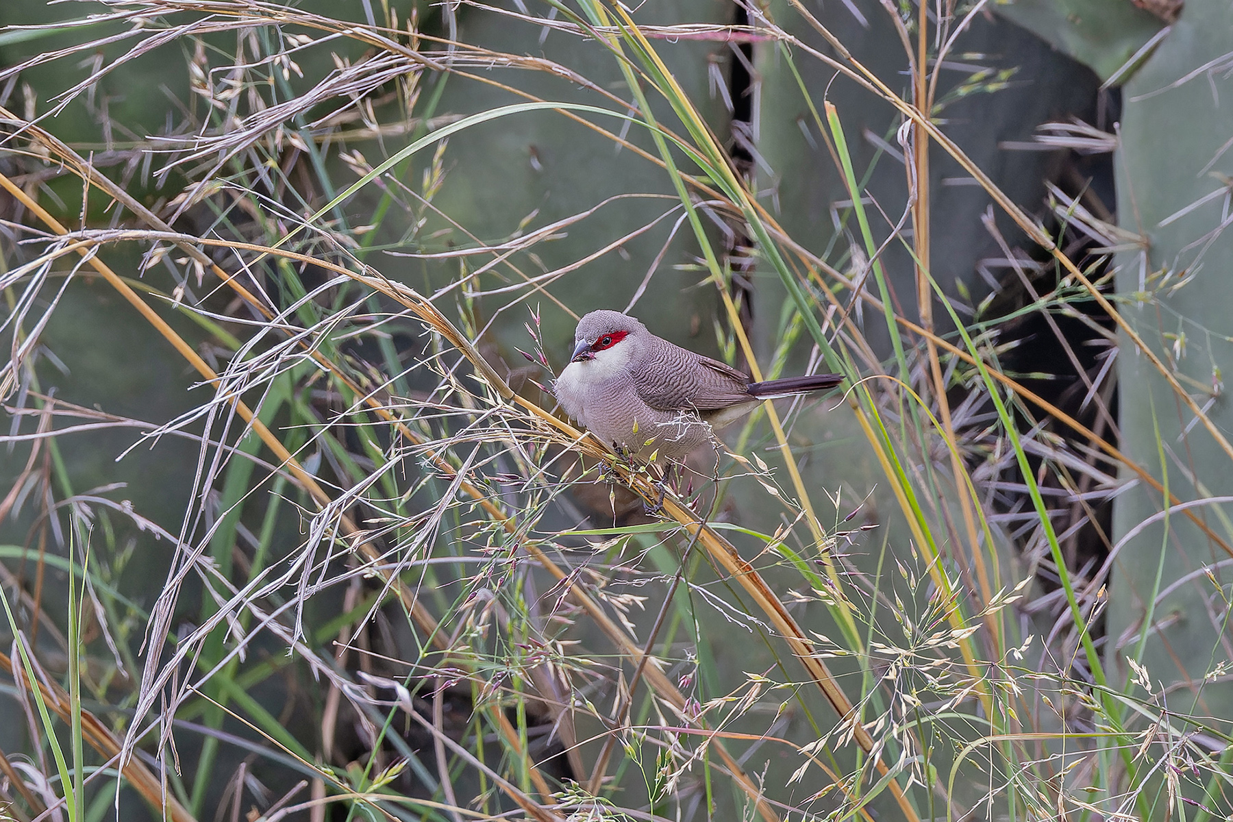 Arabian Waxbill (image by Pete Morris)