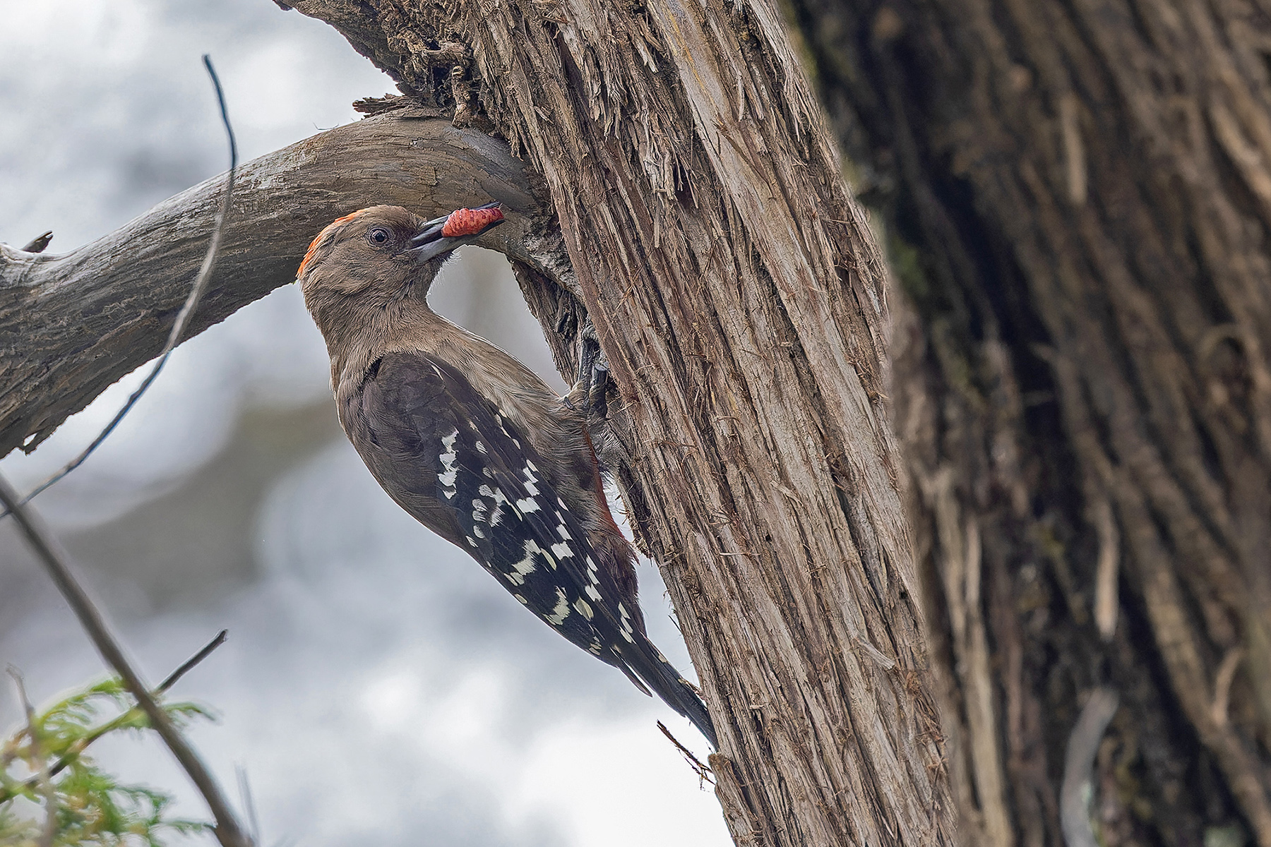 Arabian Woodpecker (image by Pete Morris)
