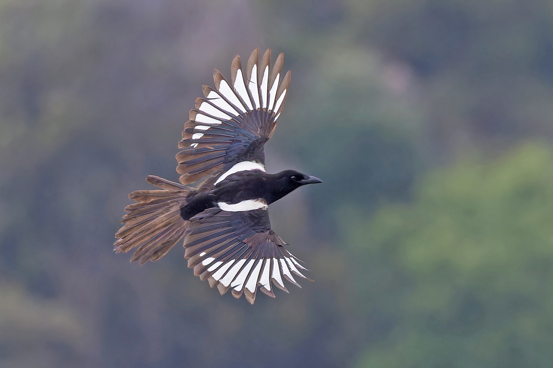 Asir Magpie (image by Pete Morris)