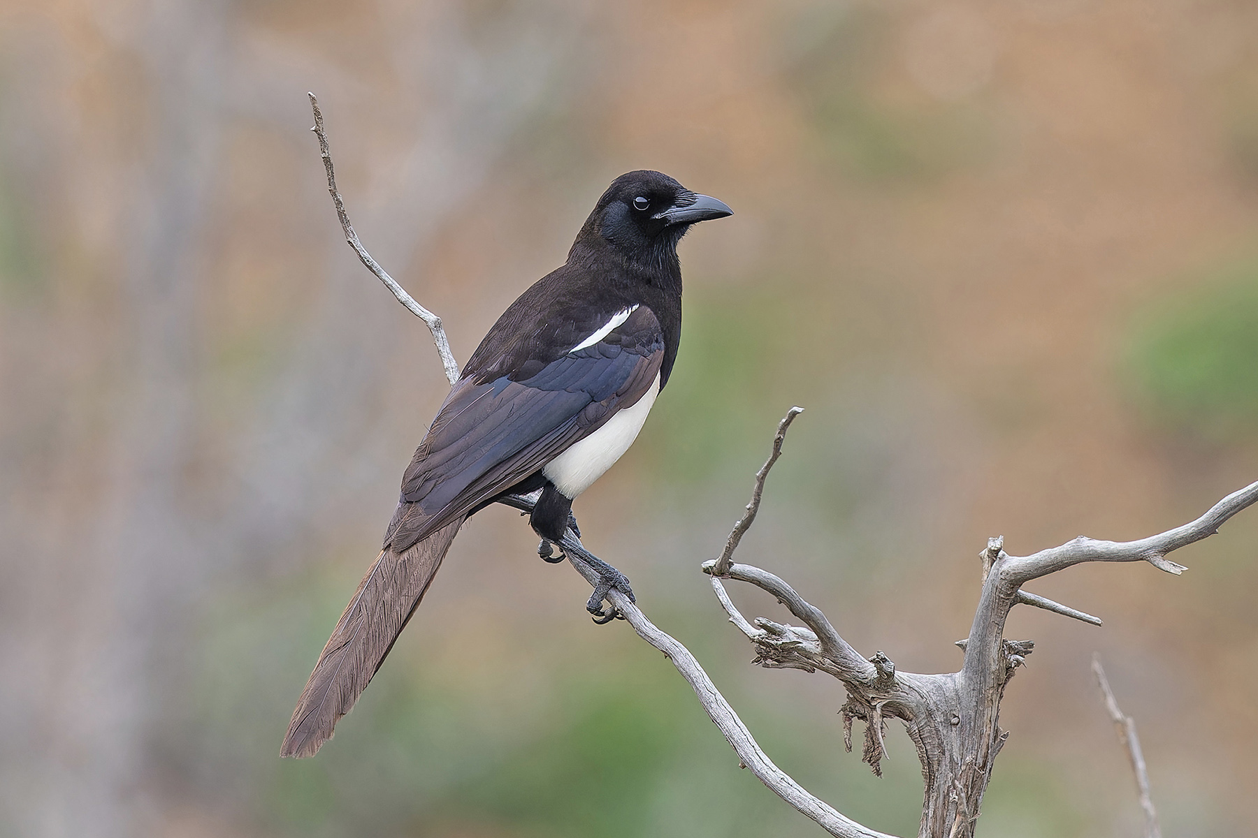 Asir Magpie (image by Pete Morris)