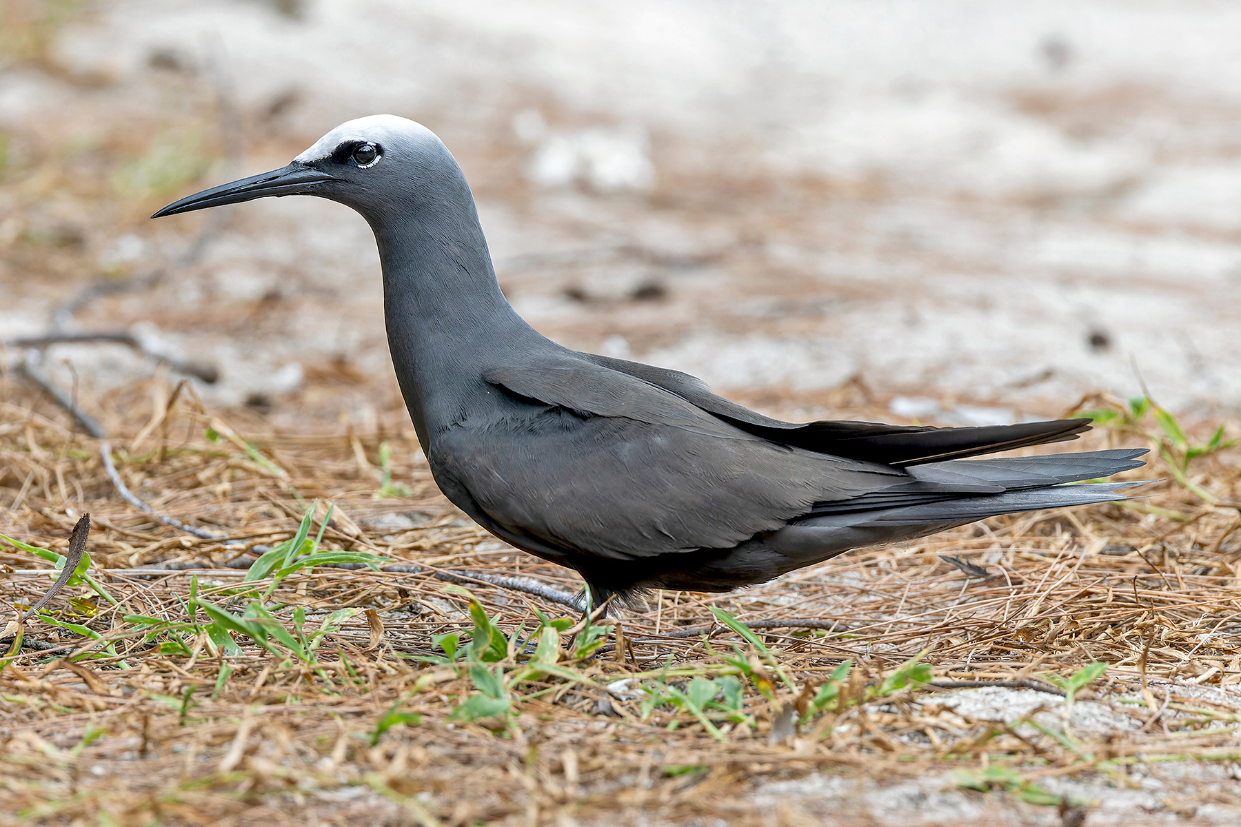 Black Noddy (image by Pete Morris)