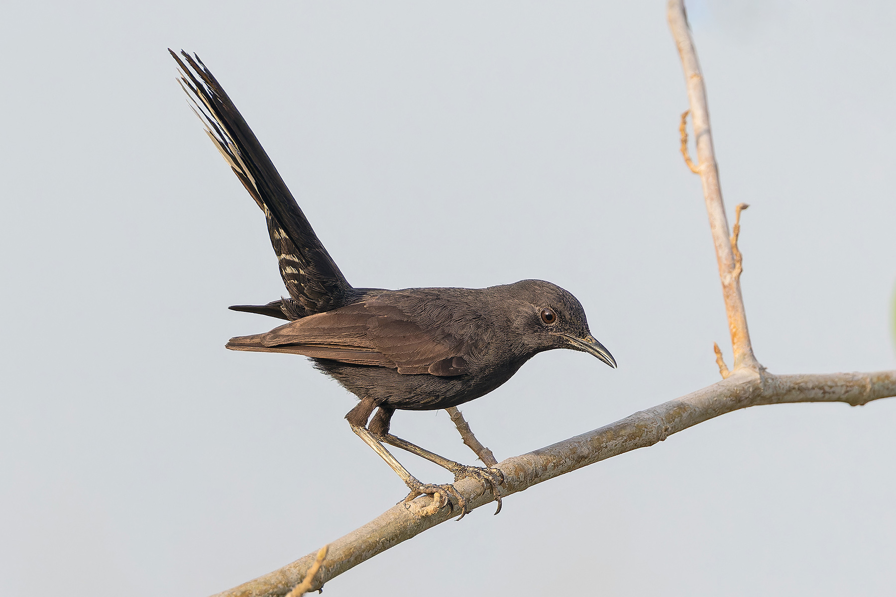 Black Scrub Robin (image by Pete Morris)