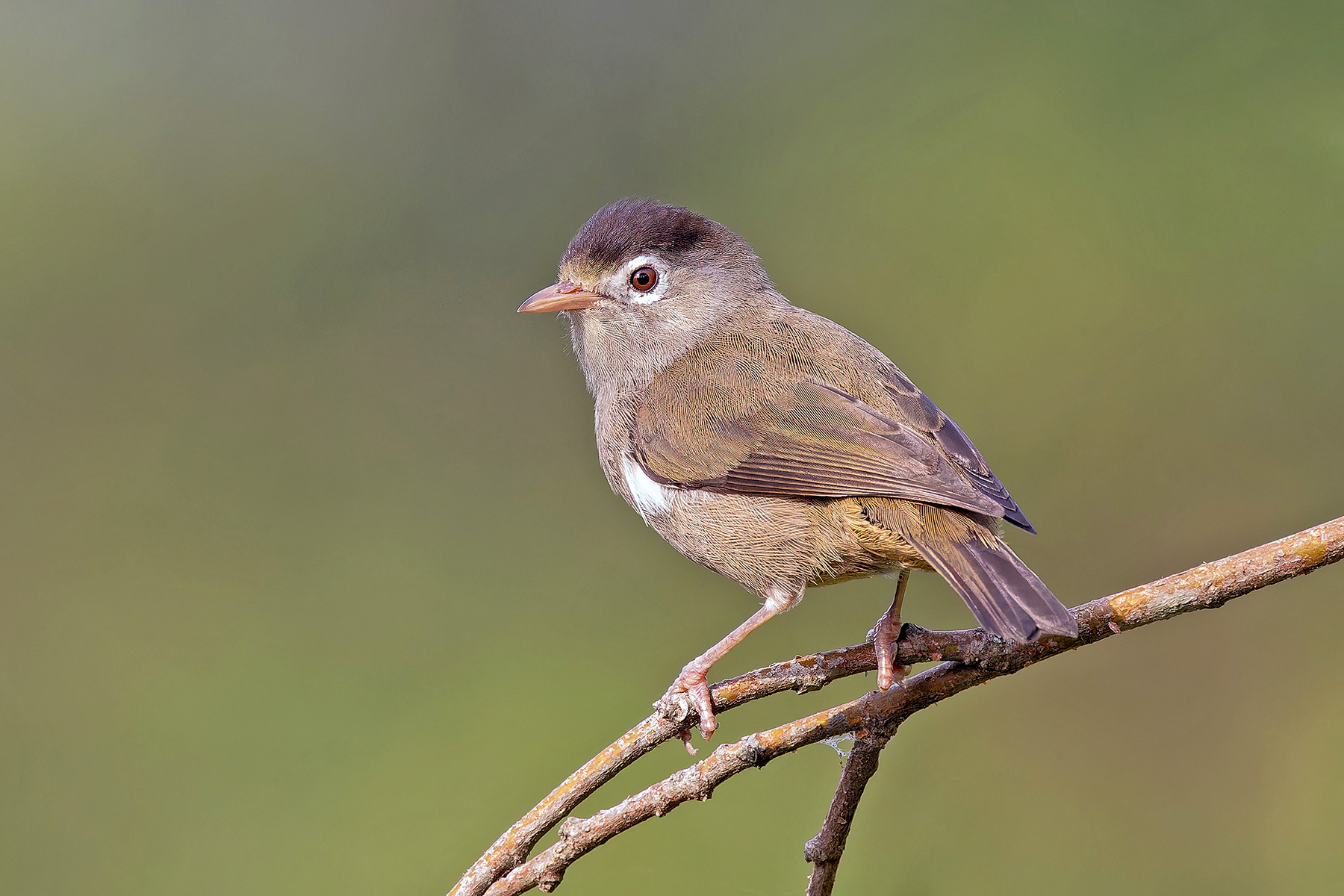 Black-capped Speirops (image by Pete Morris)