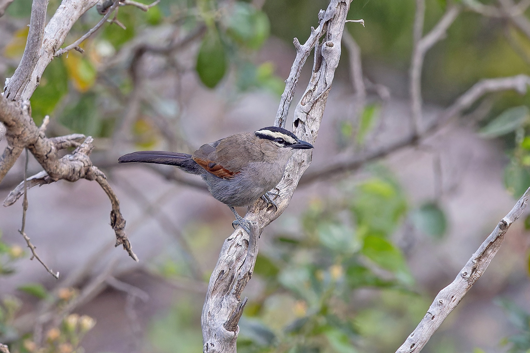 Black-crowned (Arabian) Tchagra (image by Pete Morris)