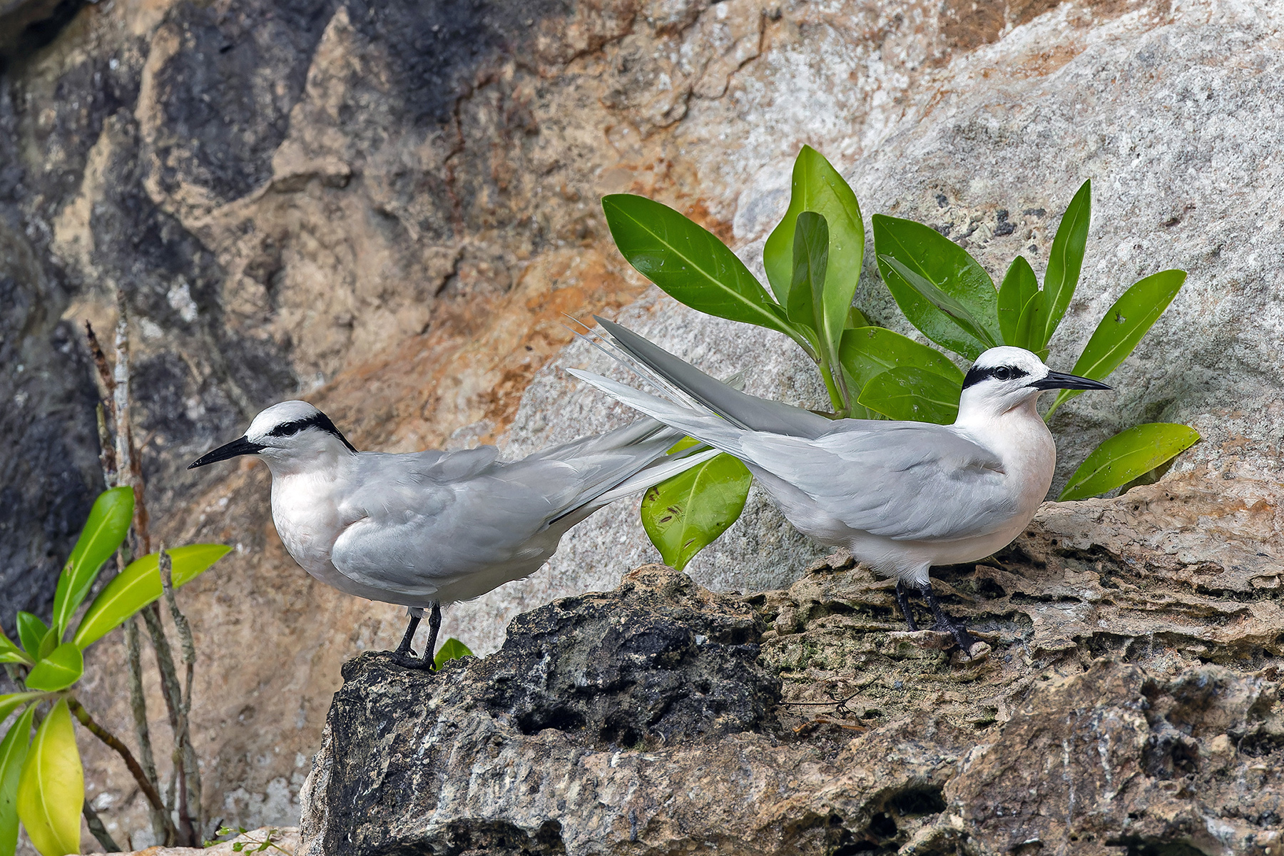 Black-naped Tern (image by Pete Morris)