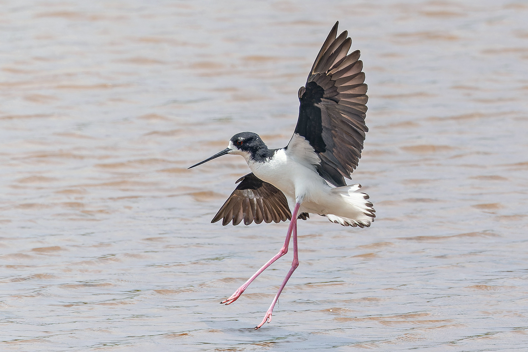 Black-necked (Hawaiian) Stilt (image by Pete Morris)