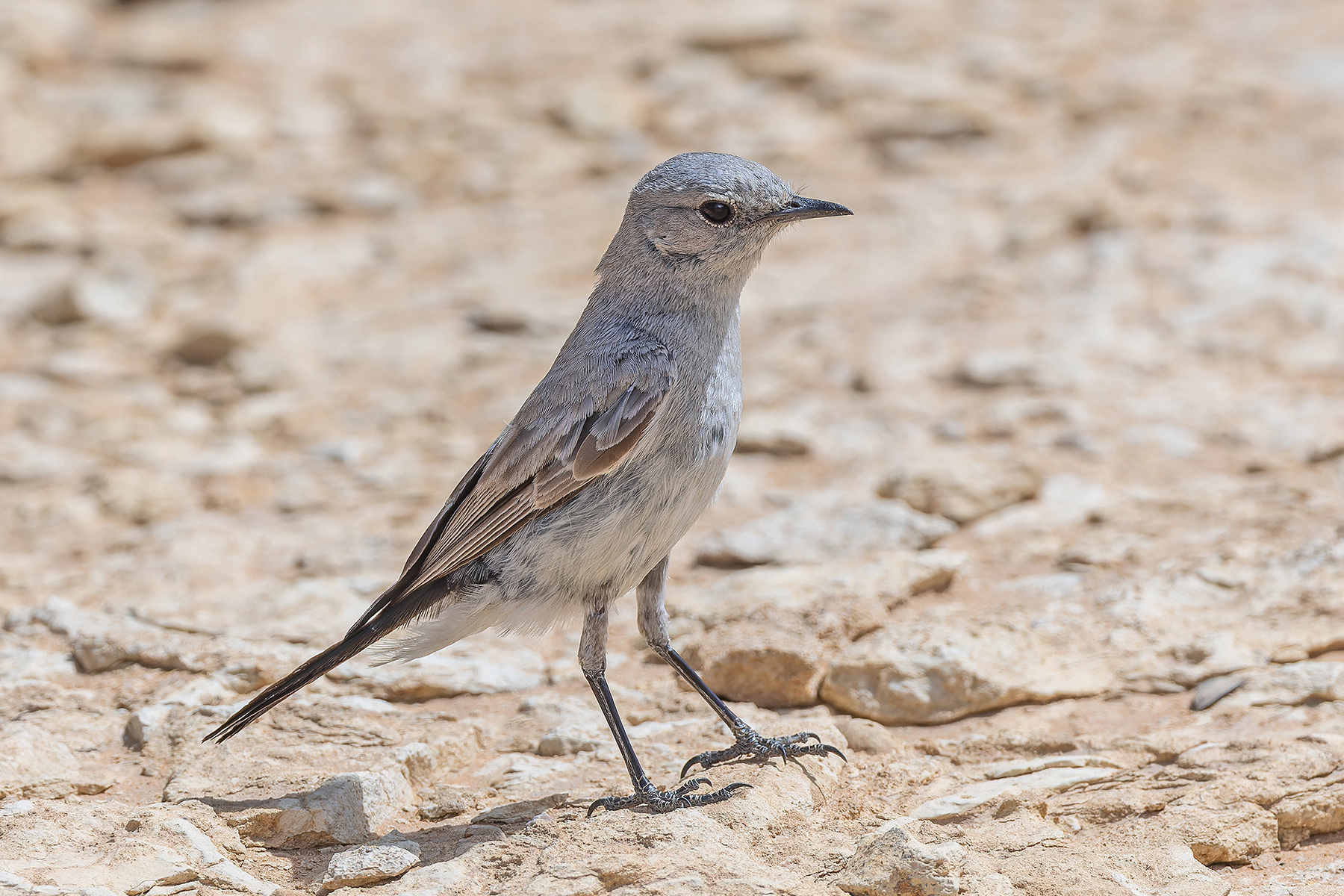 Blackstart (image by Pete Morris)