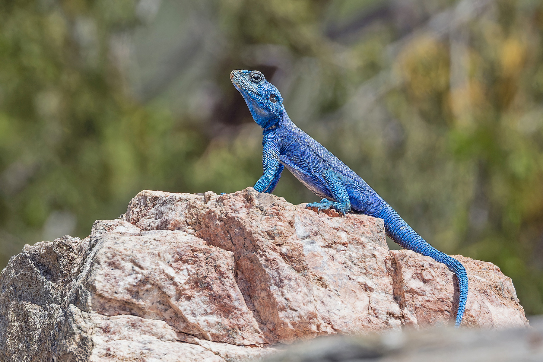 Blue Agamid (image by Pete Morris)