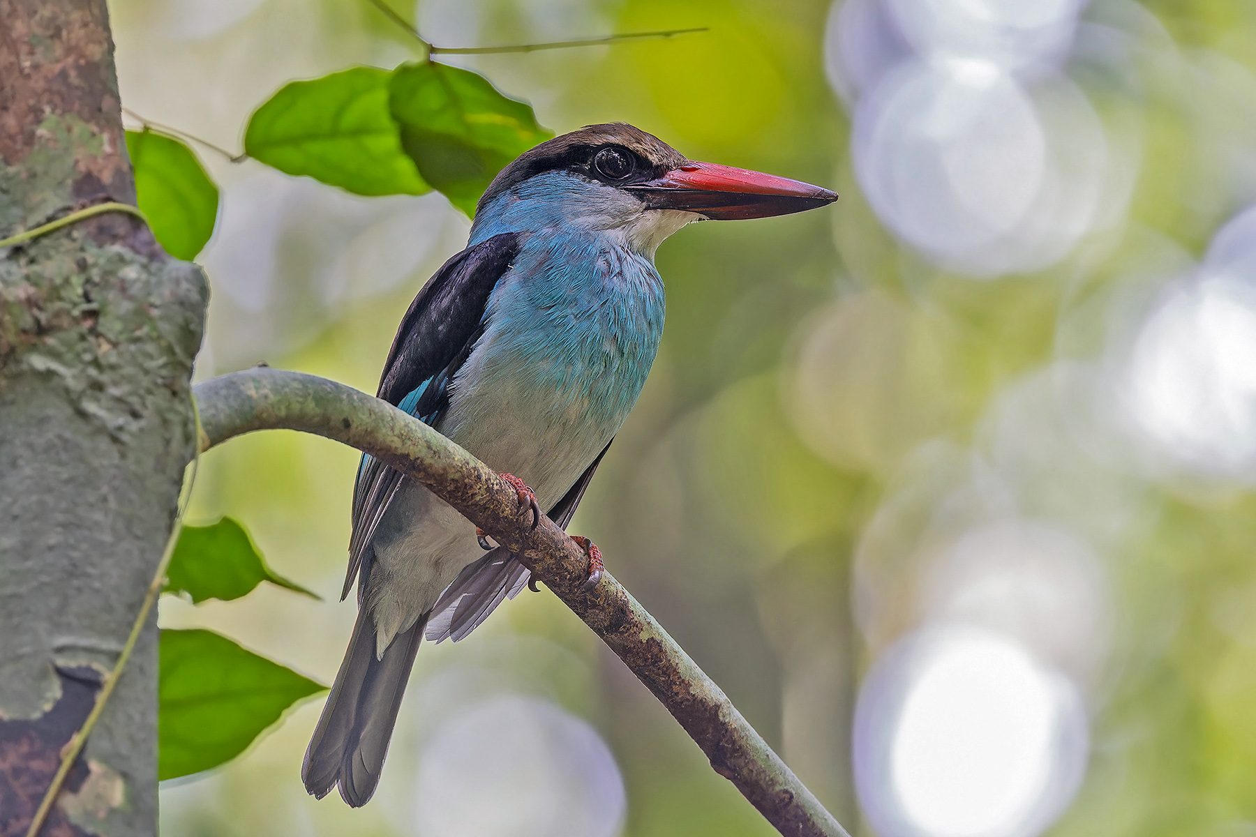 Blue-breasted Kingfisher (image by Pete Morris)