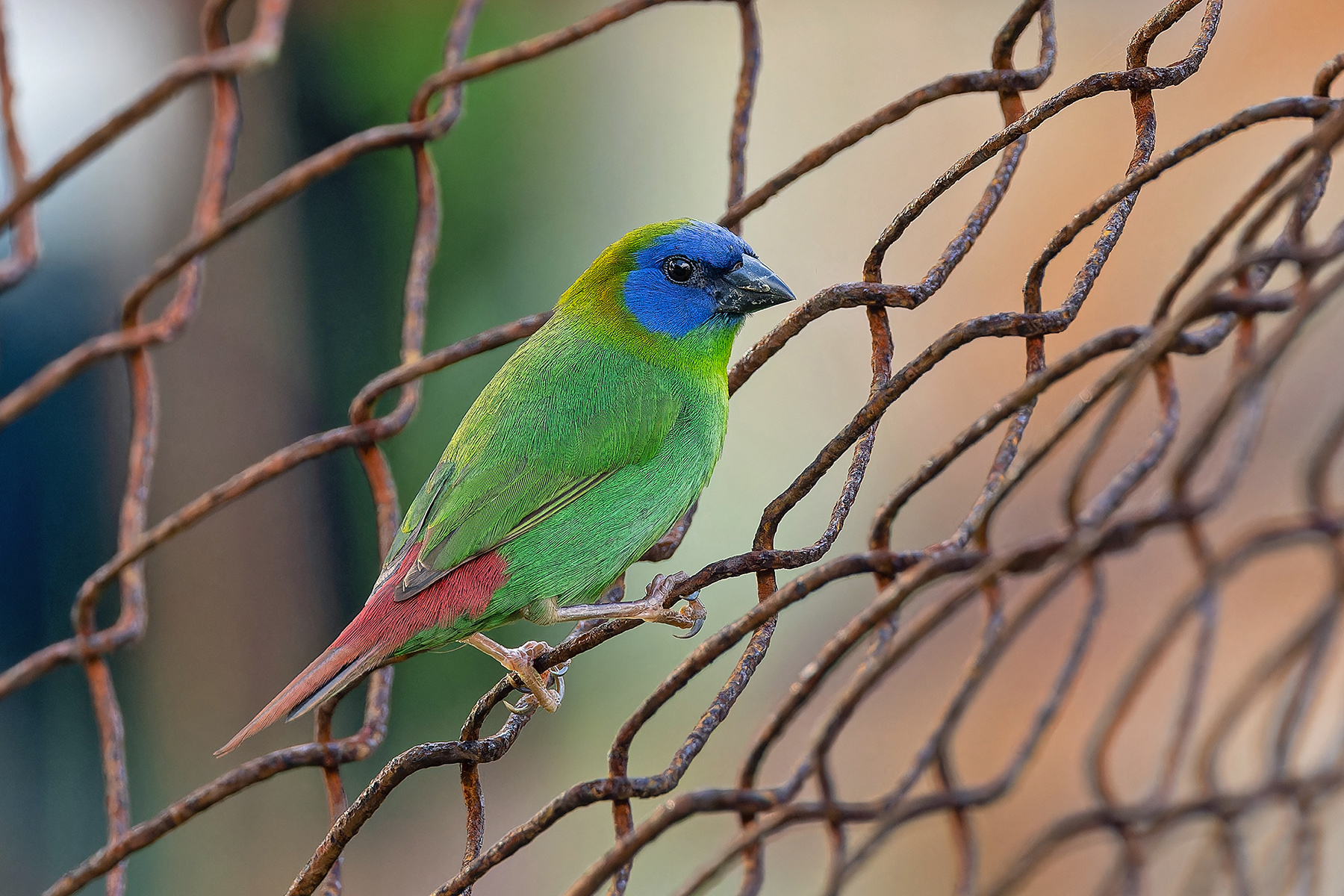 Blue-faced Parrotfinch (image by Pete Morris)