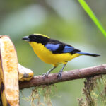Blue-winged Mountain Tanagar (image by Petter Zahl Marki)