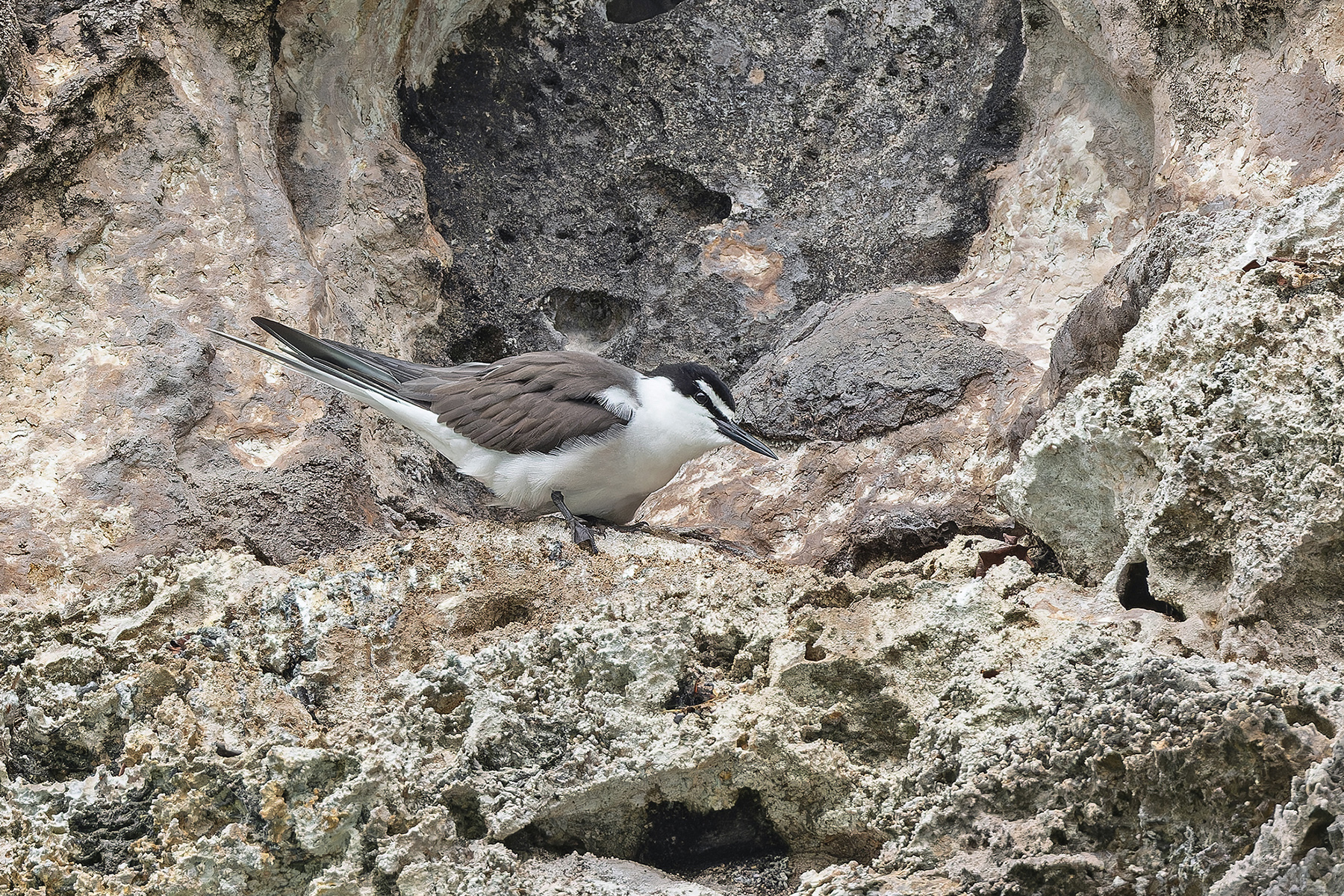 Bridled Tern (image by Pete Morris)