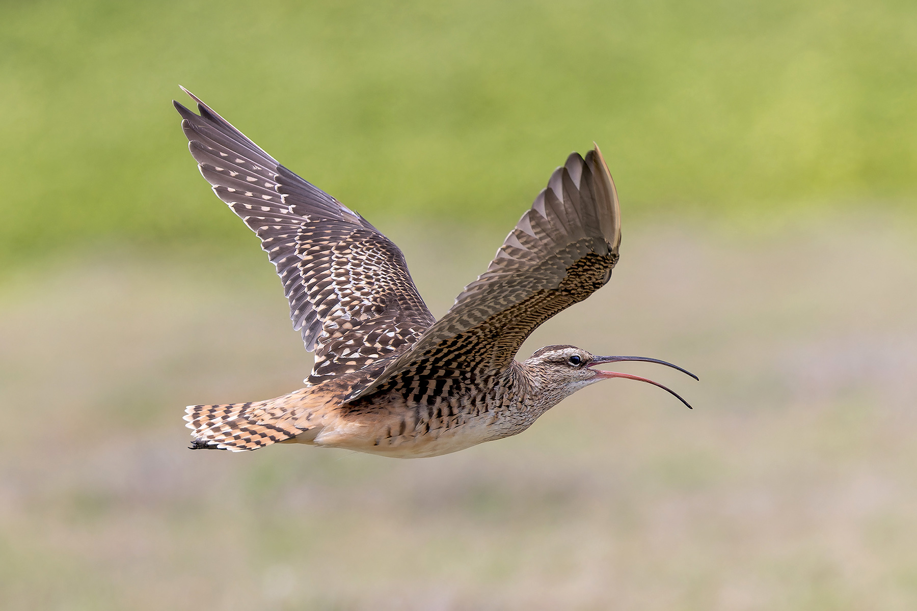 Bristle-thighed Curlew (image by Pete Morris)