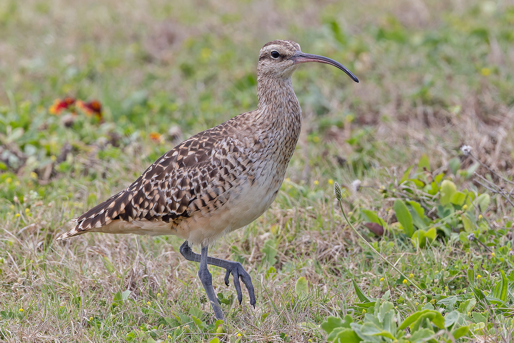 Bristle-thighed Curlew (image by Pete Morris)