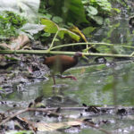 Brown Wood Rail (image by Petter Zahl Marki)