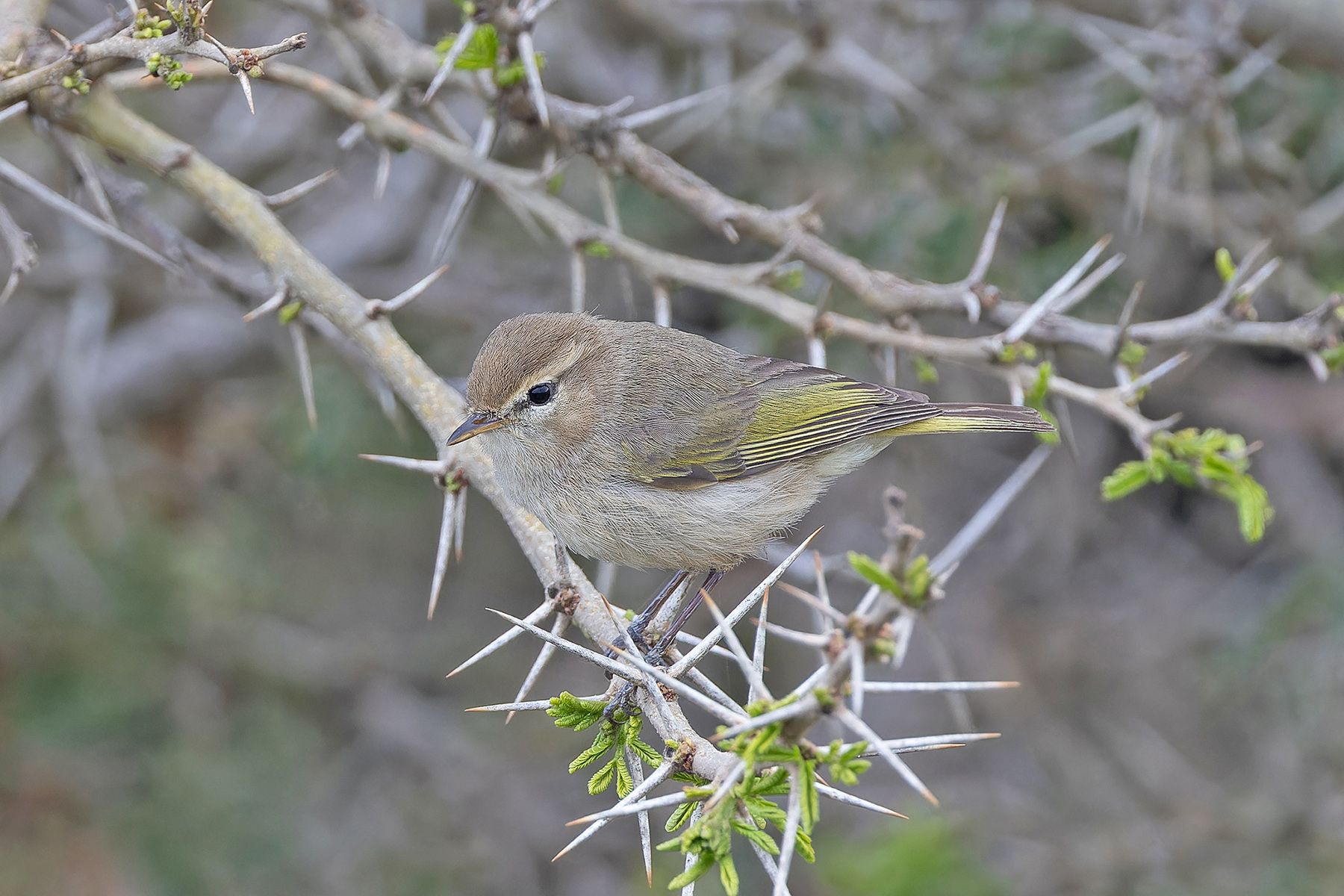 Brown Woodland Warbler (image by Pete Morris)