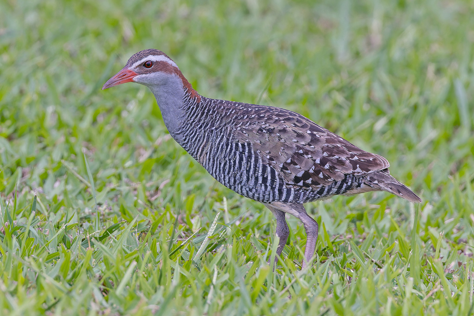 Buff-banded Rail (image by Pete Morris)