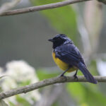 Buff-breasted Mountain Tanager (image by Petter Zahl Marki)