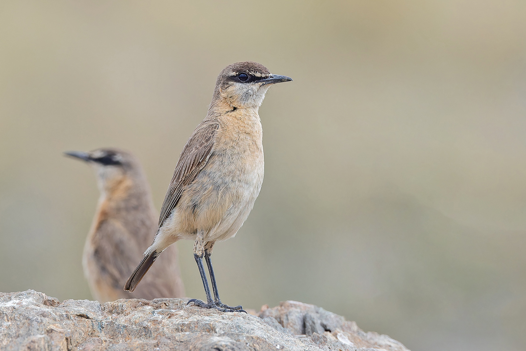 Buff-breasted Wheatears (image by Pete Morris)