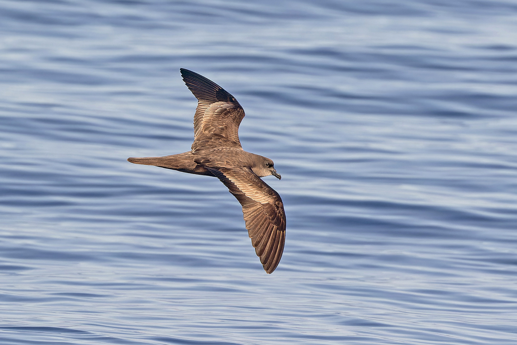 Bulwer's Petrel (image by Pete Morris)