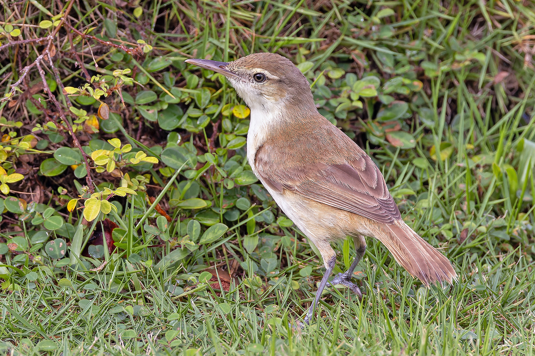 Caroline Reed Warbler (image by Pete Morris)