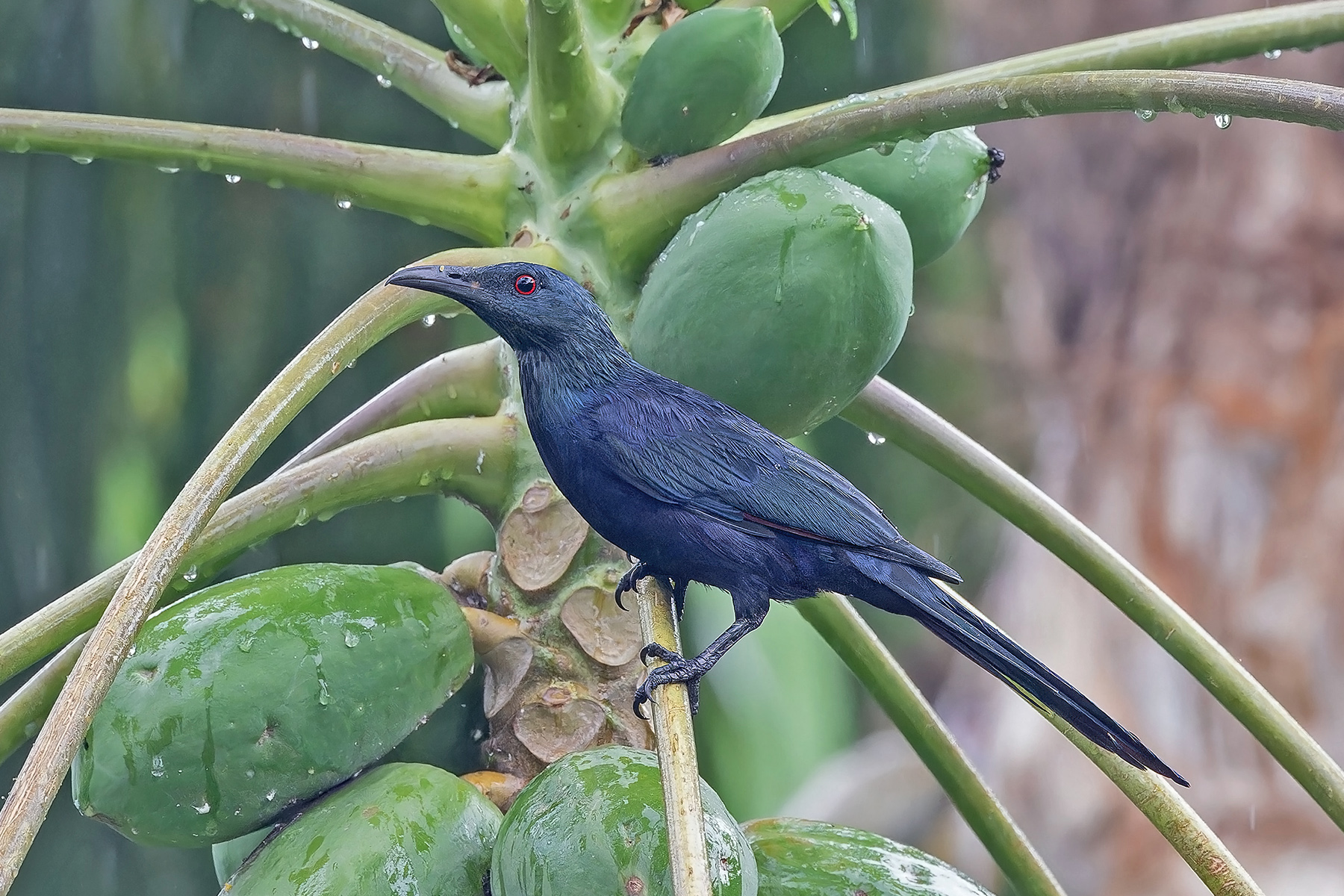 Chestnut-winged (Sao Tome) Starling (image by Pete Morris)