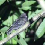 Choco Poorwill (image by Petter Zahl Marki)