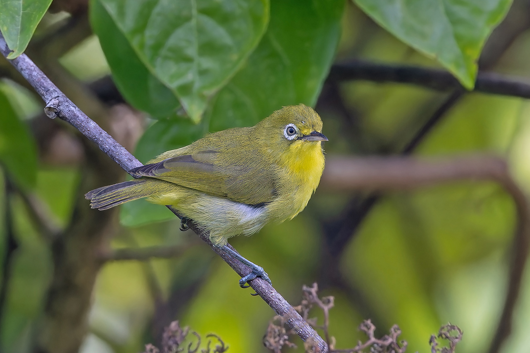 Citrine White-eye (image by Pete Morris)